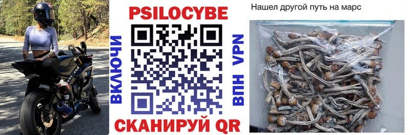 Псилоцибиновые грибы Psilocybe  Купить где  Ессентукская 